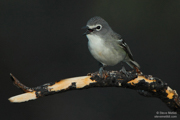 FLYCATCHERS, SHRIKES, VIREOS, SWALLOWS